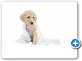 Golden Retriever puppy wrapped in towel
