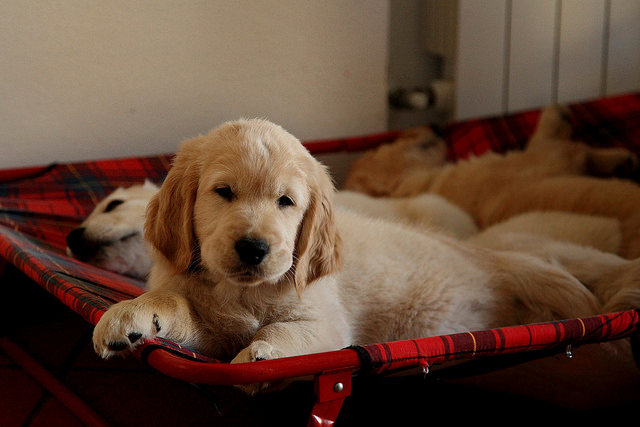 2 golden retriever puppies in bed