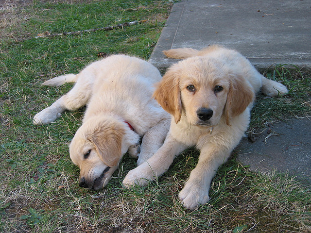 2 golden retriever puppies