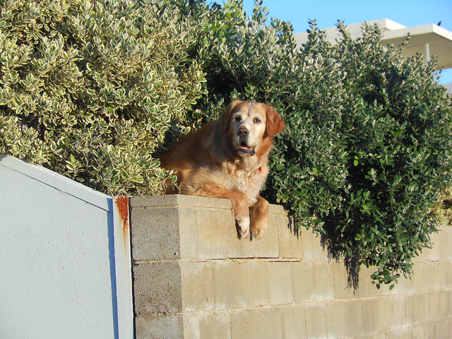 golden retriever guard dog