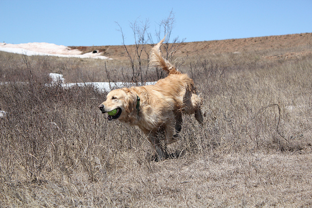 golden retriever running with ball in mouth