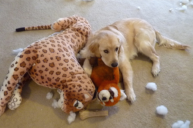 golden retriever with his toys