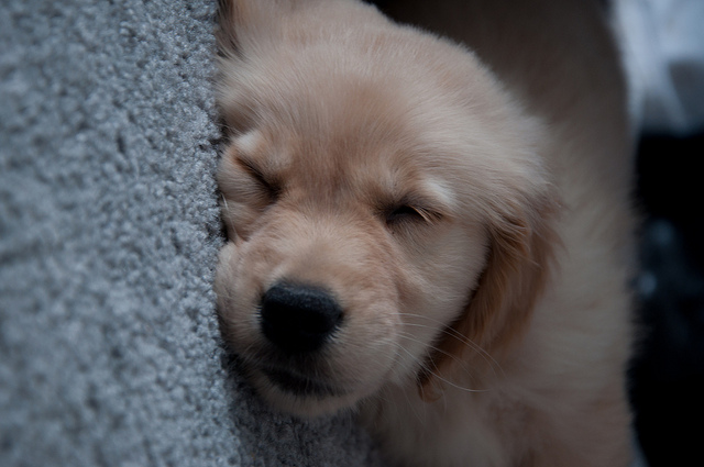 sleeping golden retriever puppy