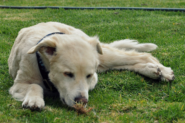 golden labrador lying down