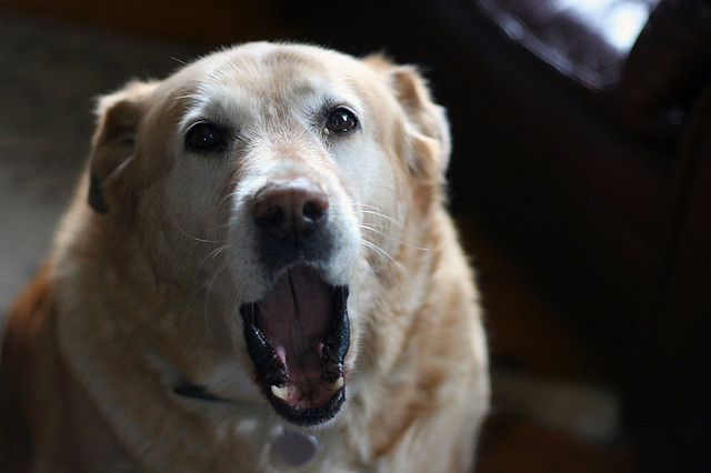 golden labrador yawning medium