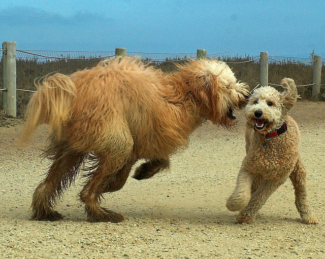 Goldendoodle and Poodle playing