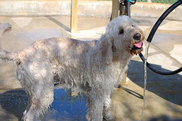 Goldendoodle drinking water