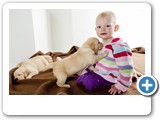 Golden Retriever puppies and child
