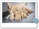 Golden Retriever puppies with mom